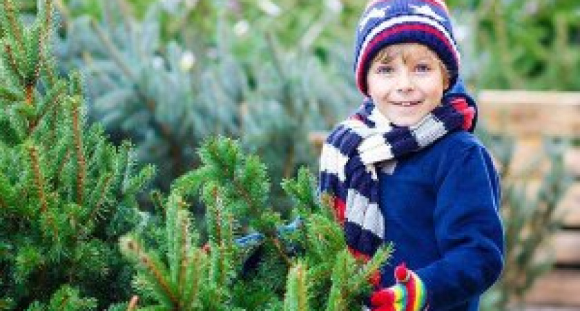 ЕЛКА – ИСКУССТВЕННАЯ ИЛИ ЖИВАЯ?