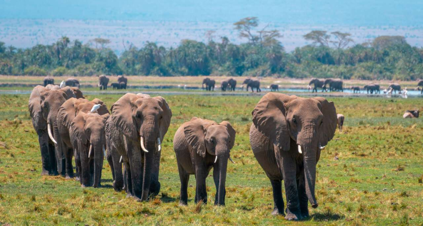 Легкость и Удобство: Преимущества Получения Визы в Кению