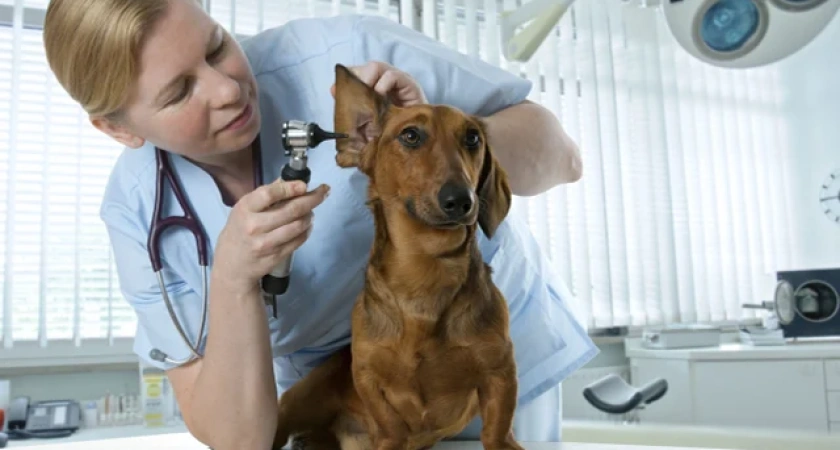 Безопасность и Комфорт: Преимущества, которые предлагает ветеринарная клиника