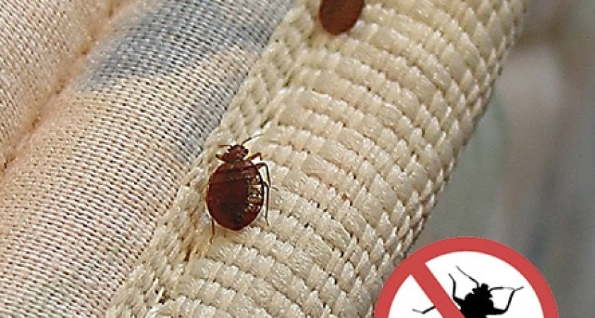 Преимущества профессионального уничтожения клопов: Как эффективно справиться с вредителями и обеспечить безопасность вашего дома