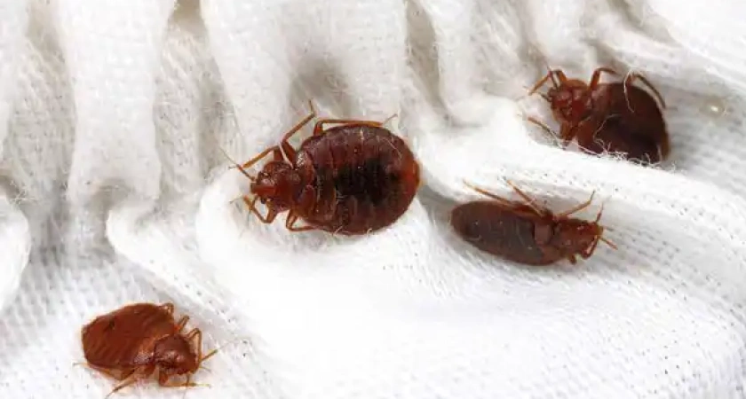 Как избавиться от клопов и тараканов в квартире: Почему стоит обратиться в службу дезинфекции