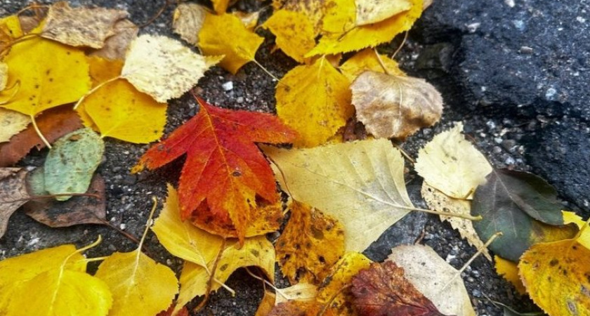 Приморье: от +29°C до +7°C за три дня — резкое похолодание начнется в воскресенье