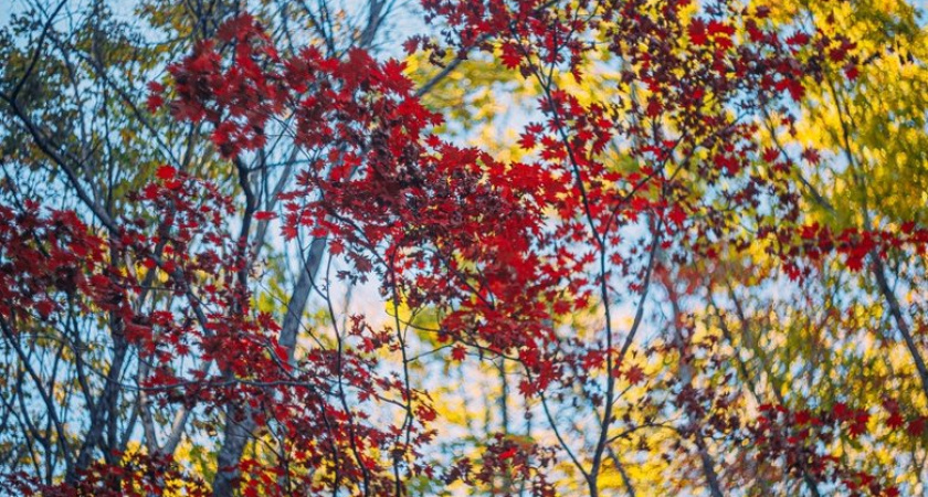 Приморье накрыло осеннее похолодание: температура упала до +11°С