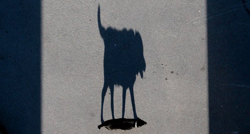 Бродячая собака покусала лицо школьника в Приморье — прокуратура проверит властей