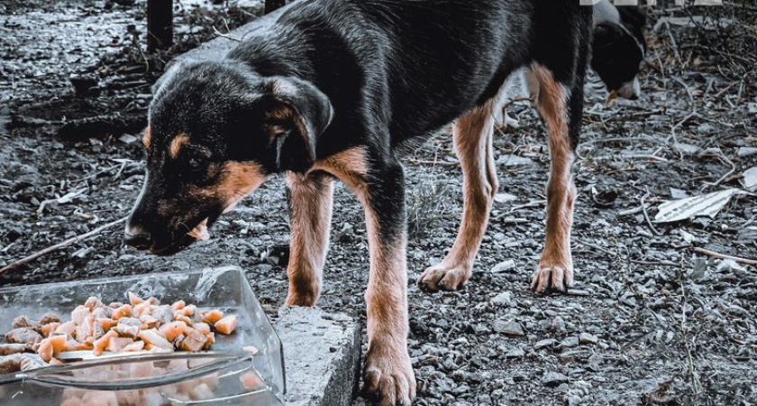 Собака покусала 9-летнего мальчика в Приморье: следователи проверяют чиновников за бездействие