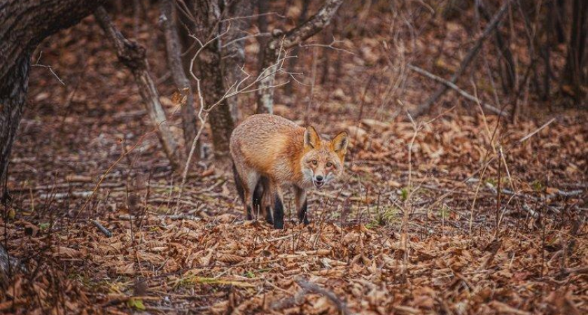 Сильный ветер и перепад температур до 11 градусов: циклон накрывает Приморье