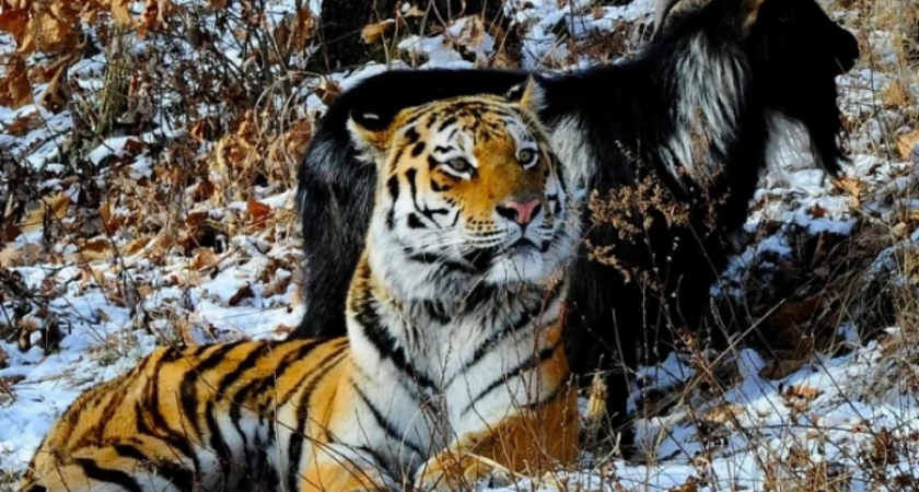 Тигр Амур, подруживший с козлом Тимуром, нарастил 7-сантиметровый слой жира к зиме