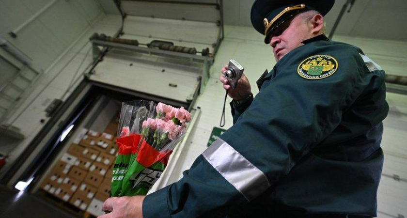 Западный цветочный трипс: в Приморье уничтожат 1100 зараженных подсолнухов из Китая