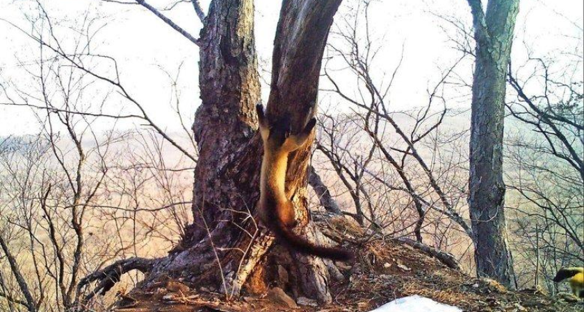 Харза в Приморье прыгает между ветками на несколько метров, почти не используя лапы