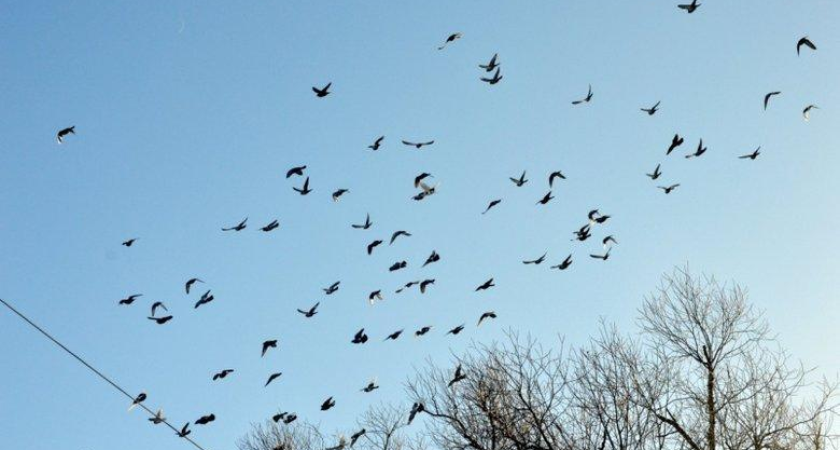 Сильный северо-западный ветер и мороз до -12°С: что принесёт циклон Приморью 18 ноября