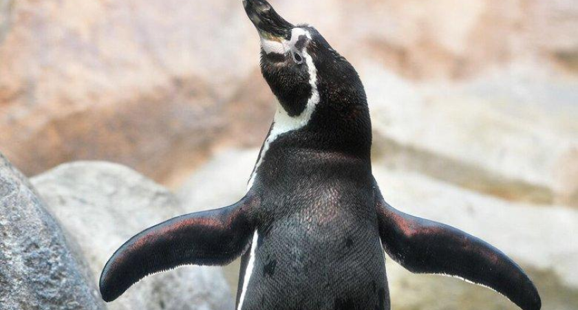 Пингвин по кличке Зонт атаковал фотографа и закрыл птенца крылом во Владивостоке