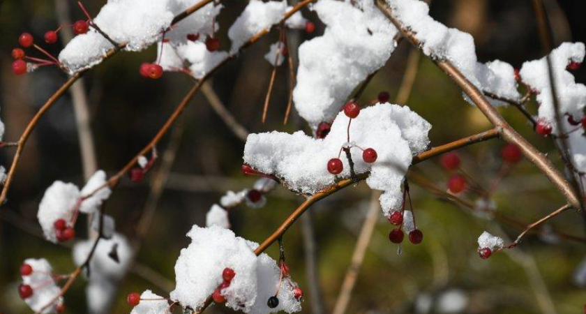 Западный ветер до сильного: в Приморье 20 ноября без осадков и до +10°C