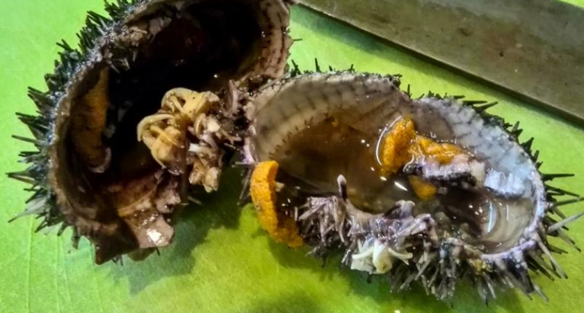 Затхлый запах и темно-серые пятна: икру морского ежа из Приморья сняли с производства