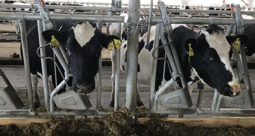 Приморье нарастило производство молока на 60% за 4 года: завозят по 1000 племенных коров ежегодно
