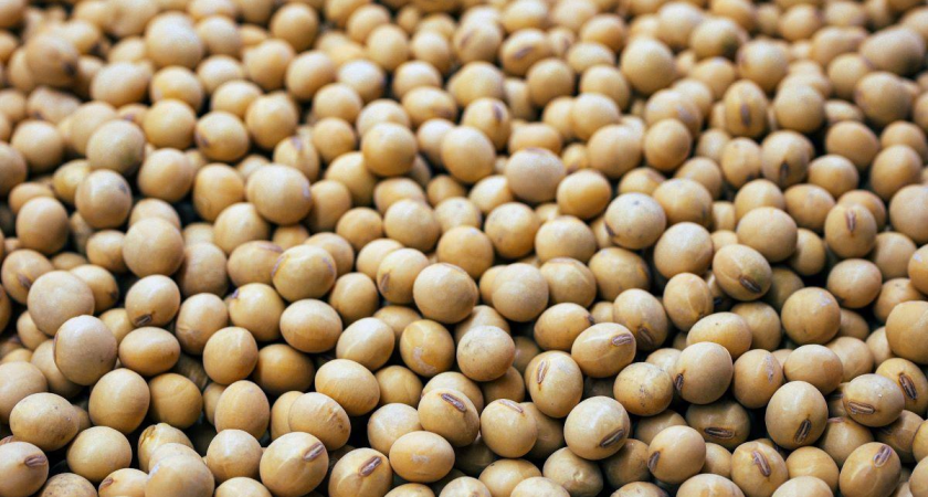 Приморские аграрии собрали рекордные 425 тысяч тонн сои — вдвое больше прошлогоднего