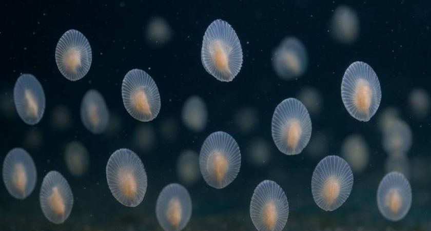 Приморский океанариум с китайцами выращивает гребневиков: станет одним из немногих в мире