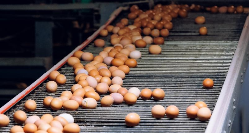 Яйца, бензин и проезд: октябрьский удар по кошельку приморцев на 0,61%