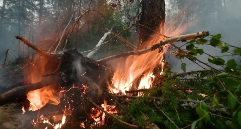 Три района Приморья сняли запрет на костры и посещение лесов после серии пожаров