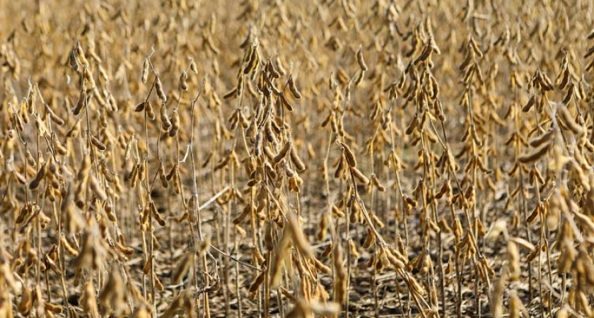 Приморье удвоило урожай сои до 425 тысяч тонн, выполнив план на 100%