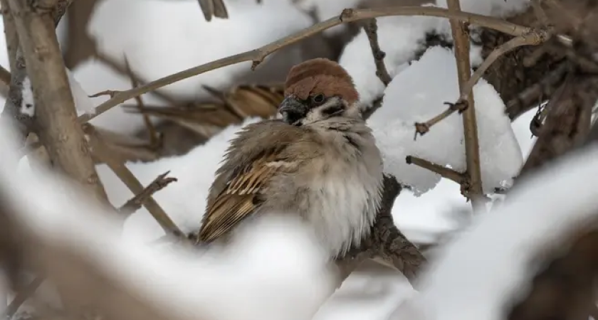 Снег, гололед и -18°C: самая переменчивая неделя ноября обрушится на Приморье