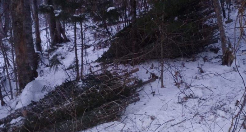 В Приморье поймали браконьера, срубившего 200 пихт на 787 тысяч рублей