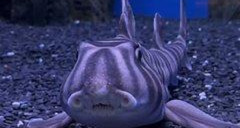 Майклу 4 года: первая рожденная в России акула меняет зубы каждые 2-3 недели