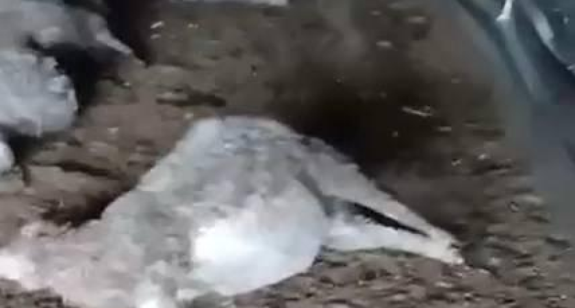 37 баранов погибли на ферме под Владивостоком: подозревали тигра, но экспертиза показала другое