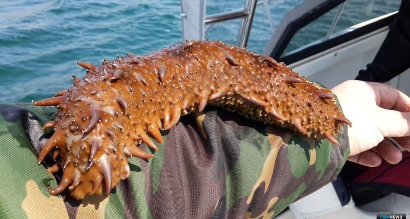 Приморских марифермеров заставляют выбрасывать трепангов старше 10 лет: бизнес теряет урожай