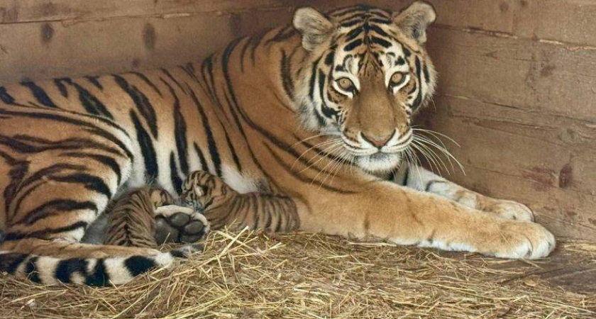 Тигрица Кристал скрывала беременность и родила тайком ночью: хищные мамы Уссурийска