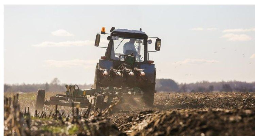 Приморье увеличит посевы кукурузы до 130 тысяч гектаров: закупят 3,5 тысячи тонн семян