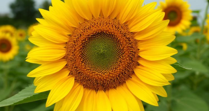 В 2930 китайских подсолнухах нашли карантинного вредителя: партию развернули на границе