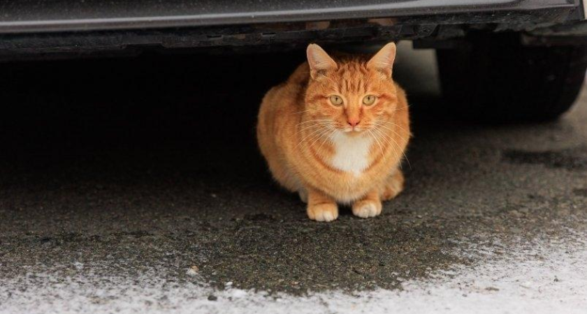 Гололедица и снежный накат: Владивосток встретит первый день зимы 4-сантиметровым снегопадом