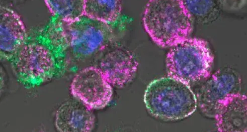 Морская бактерия Cobetia marina запускает самоуничтожение клеток острого лейкоза