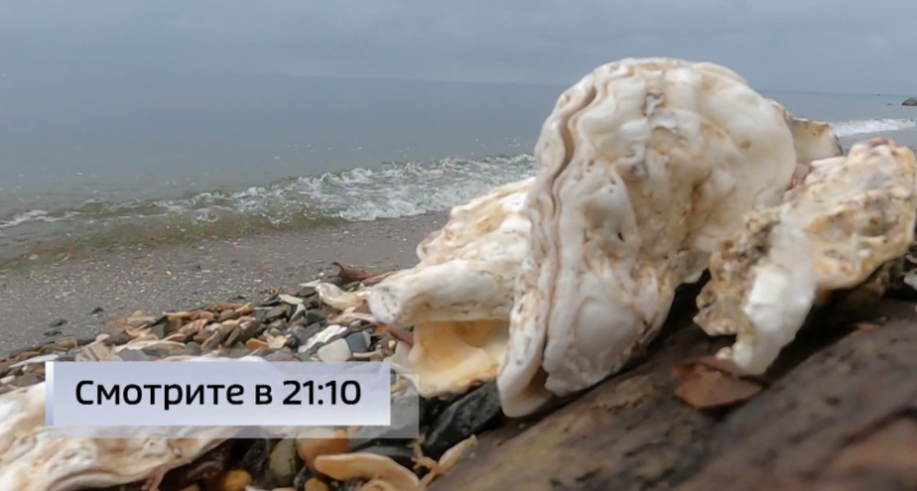 Владивостокские ученые создали «детектор токсинов» для морепродуктов