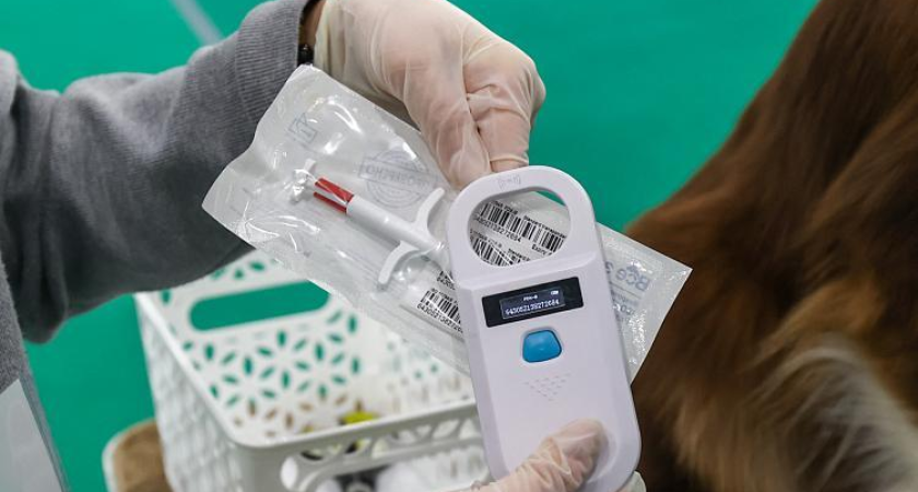 15 тысяч собак в Приморье под контролем: владельцам грозит штраф до 3 тысяч рублей