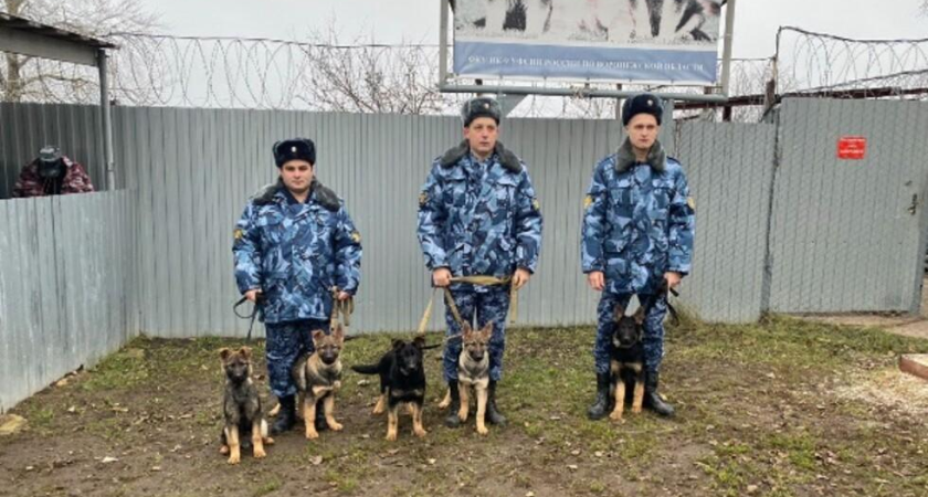 Пять щенков немецкой овчарки из Воронежа отправились служить в ДНР