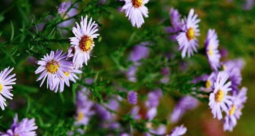 Хризантемы зацвели посреди зимы: жители Находки наблюдают сказочный контраст цветов и сугробов