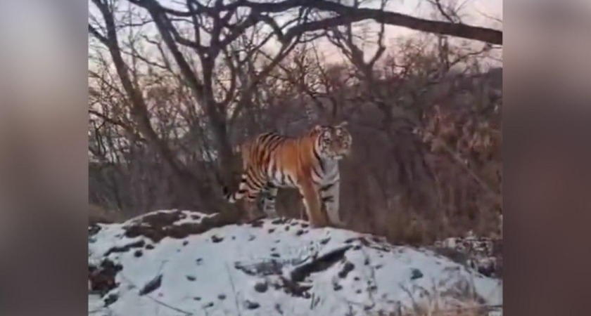 «Он меня не укусит?»: тигр в Подъяпольске подошёл к машине и уставился на девочку