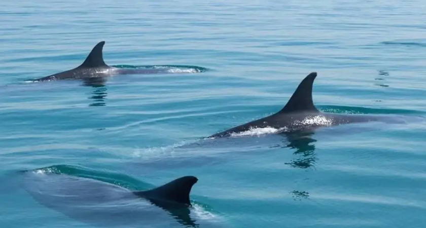 Киты Минке заполонили бухту Федорова: Владивосток замер в ожидании