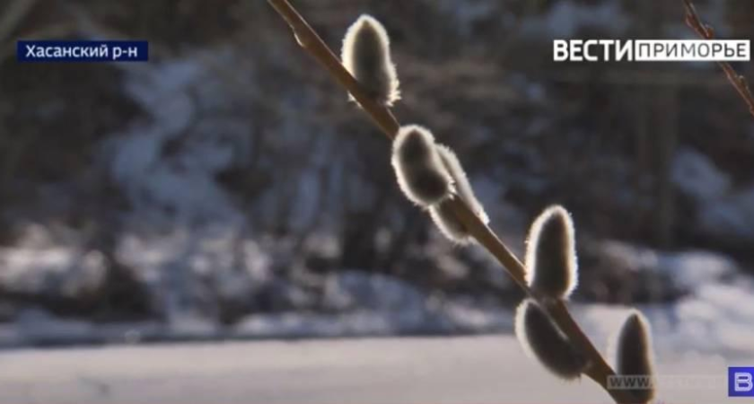 В декабре +7°C: аномальное потепление растопит снег в Приморье