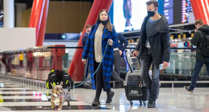 338 питомцев из Приморья улетели в 26 стран: собаки лидируют с рекордом 242