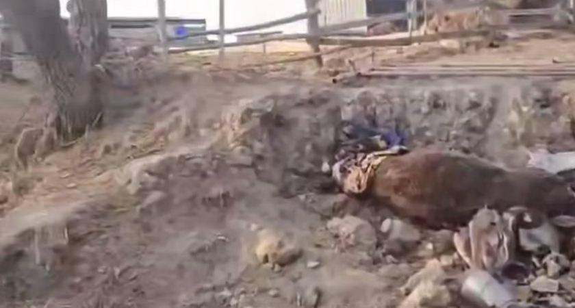 Сотни гниющих туш у жилых домов: скотомогильник в 50 метрах от фермы привлек тигра в село