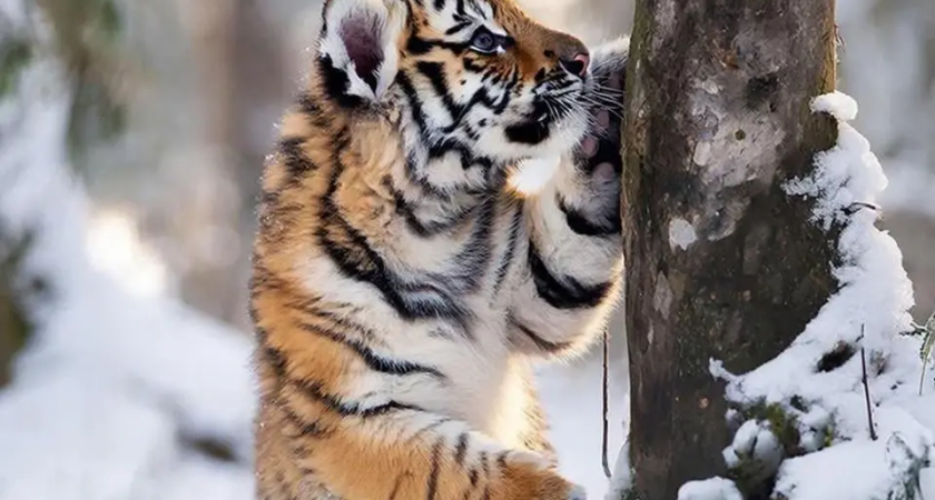 Тигренок в Приморье осваивает «лесные соцсети» — запаховые метки как SMS-переписка