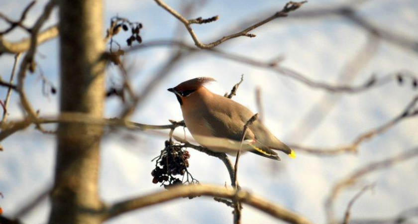Снежный фронт обрушится на Приморье: север края замерзнет до -11°C
