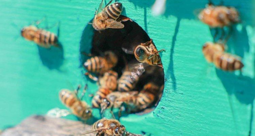 За вакцину против клеща-убийцы пчёл обещают Нобелевскую премию