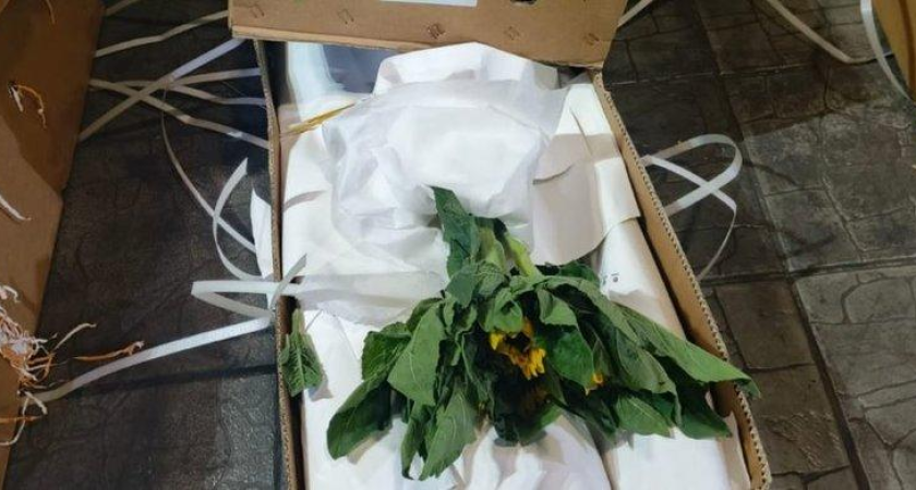 Россельхознадзор блокировал 72 тыс. цветов из Китая с опасными трипсами