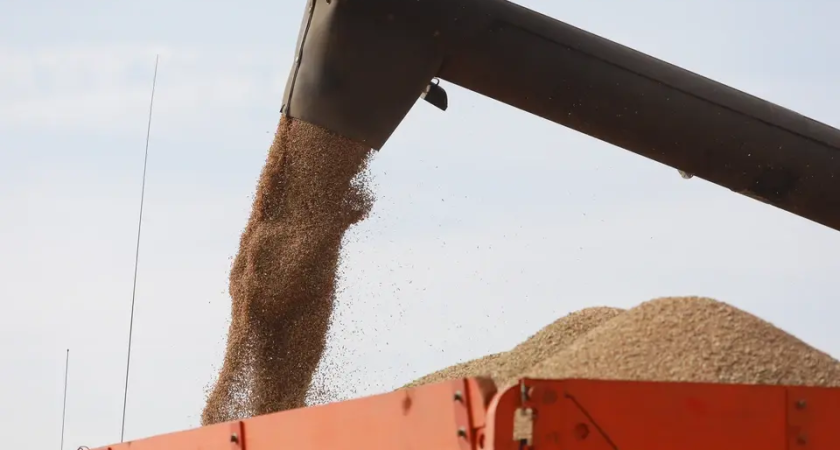 Приморье собрало 970 тысяч тонн зерна: рекорд кукурузы и сои