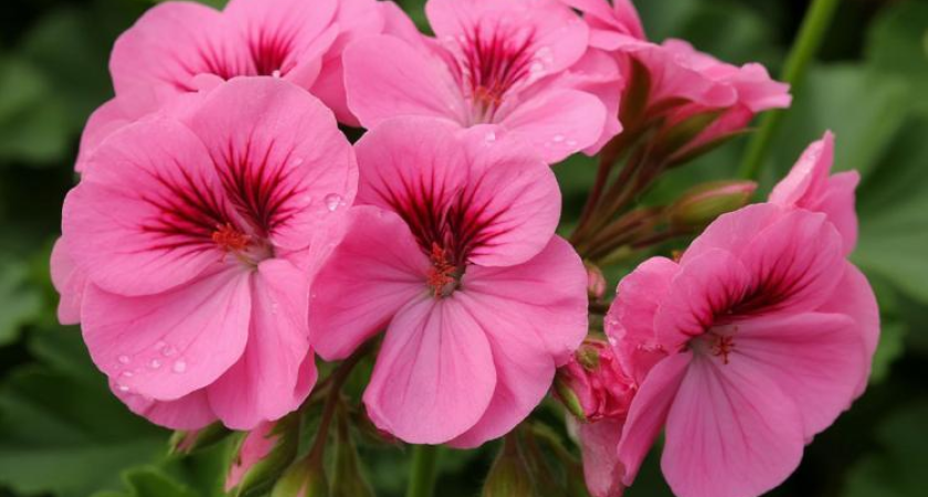 Приморье отправило первую партию черенков пеларгонии в Сеул