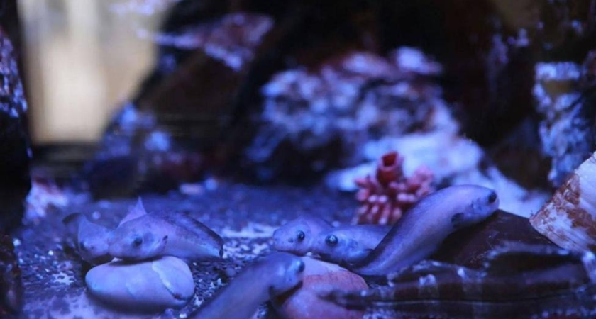 Во Владивостоке впервые вырастили глубоководных рыб из икры крабов