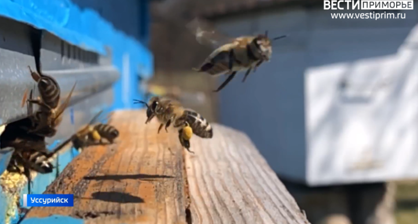 Клещ Варроа уничтожает пчелиные хозяйства Приморья: ученые спешат с вакциной